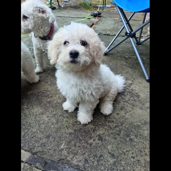 Shichon - Both