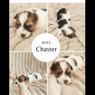 Yorkshire Terrier - Both