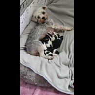 Yorkshire Terrier - Both