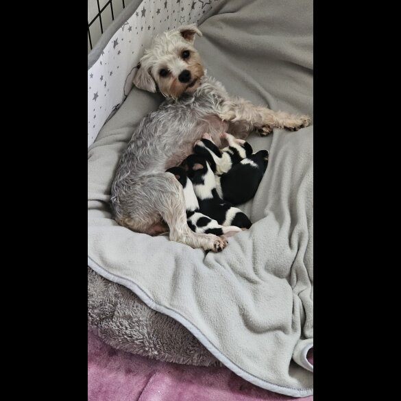 Yorkshire Terrier - Both