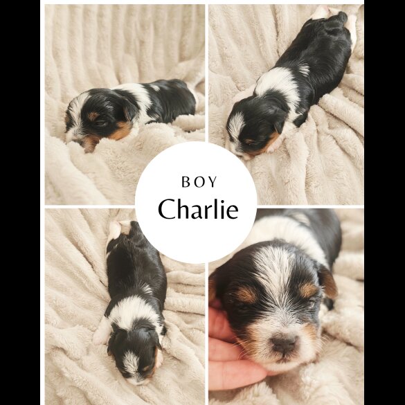 Yorkshire Terrier - Both