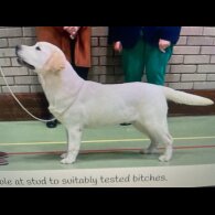Labrador Retriever - Dogs