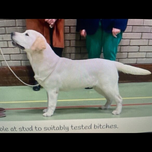 Labrador Retriever - Dogs