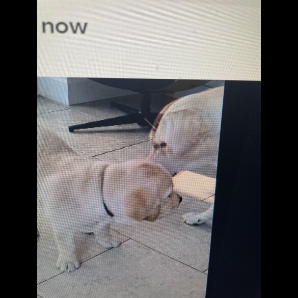 Labrador Retriever - Dogs