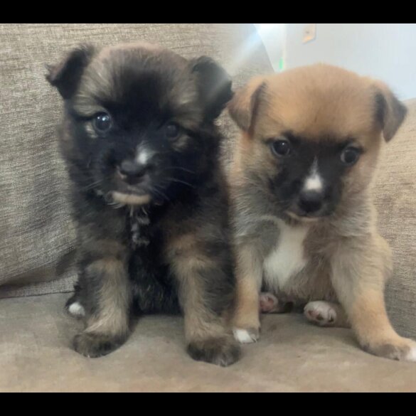 Pomchi - Both