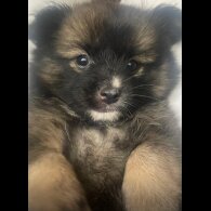 Pomchi - Both
