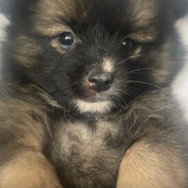 Pomchi - Both