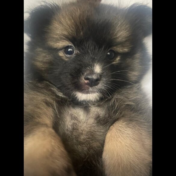 Pomchi - Both