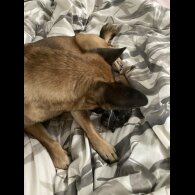 Pomchi - Both