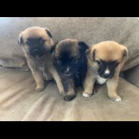 Pomchi - Both