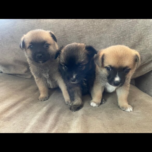 Pomchi - Both