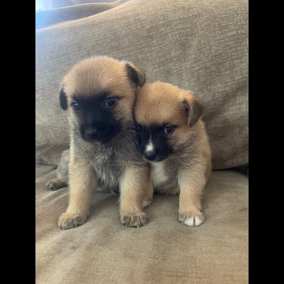 Pomchi - Both