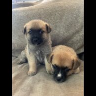 Pomchi - Both