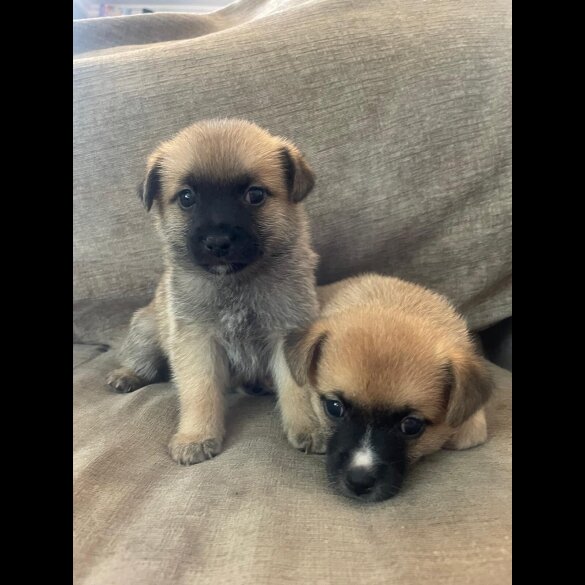 Pomchi - Both