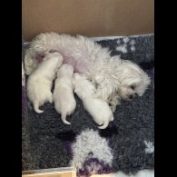 Maltese - Both