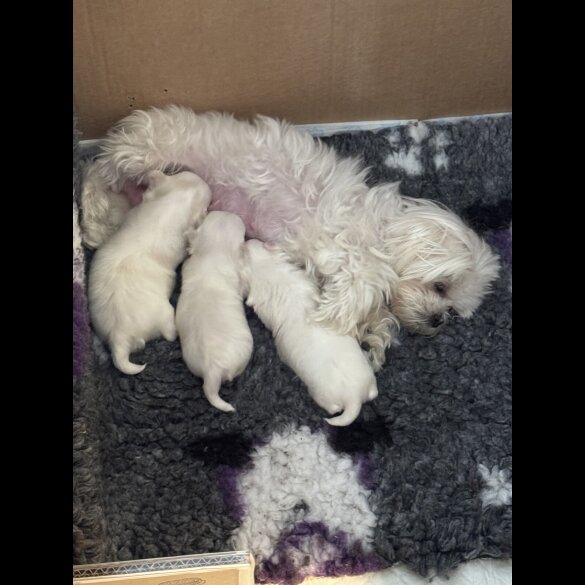 Maltese - Both