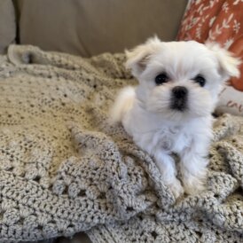 Maltese - Both