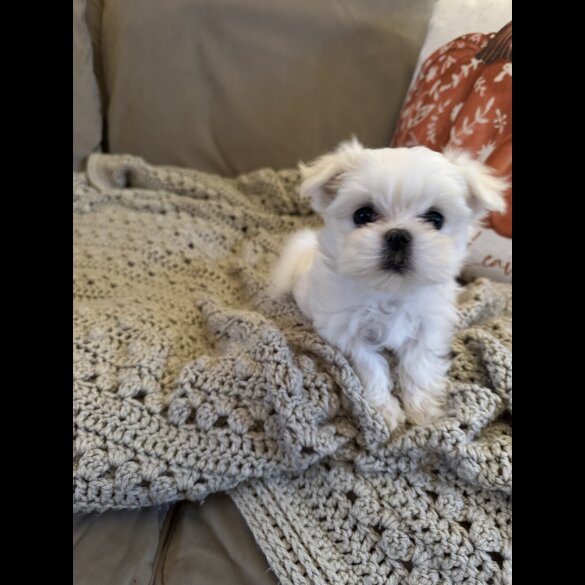 Maltese - Both