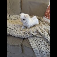 Maltese - Both