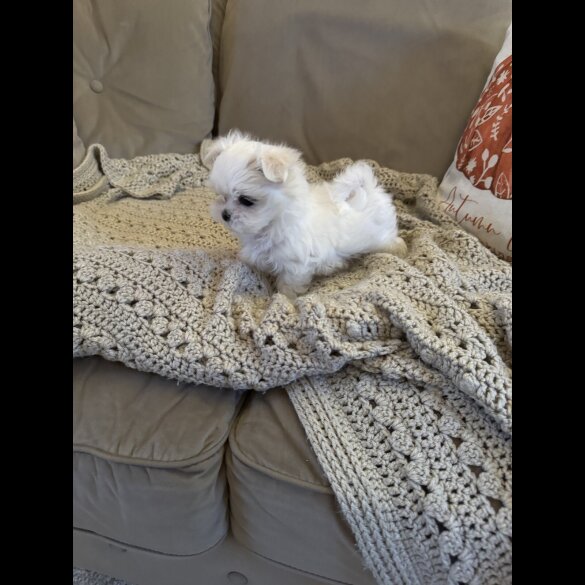 Maltese - Both