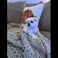 Maltese - Both