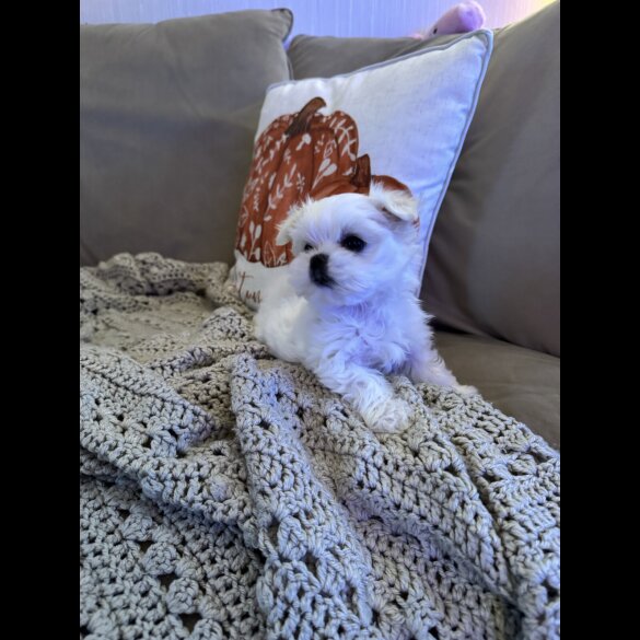 Maltese - Both