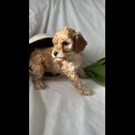 Toy Poodle - Bitches