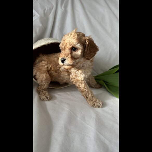 Toy Poodle - Bitches