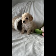 Toy Poodle - Bitches