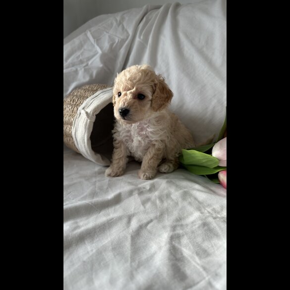 Toy Poodle - Bitches