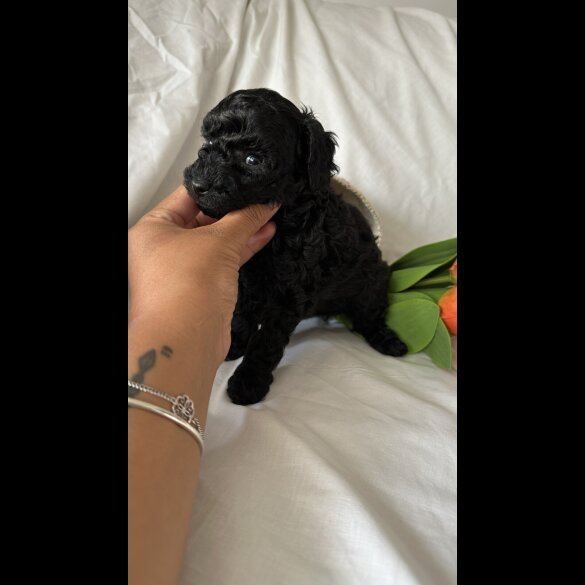 Toy Poodle - Bitches