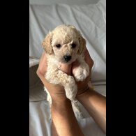 Toy Poodle - Bitches