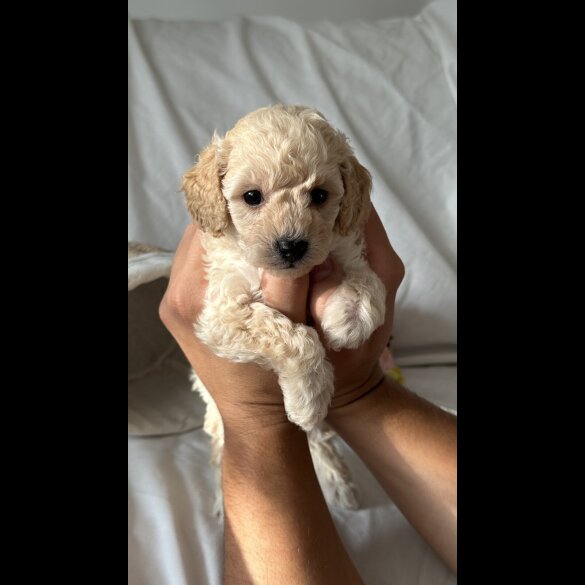 Toy Poodle - Bitches