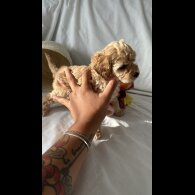 Toy Poodle - Bitches