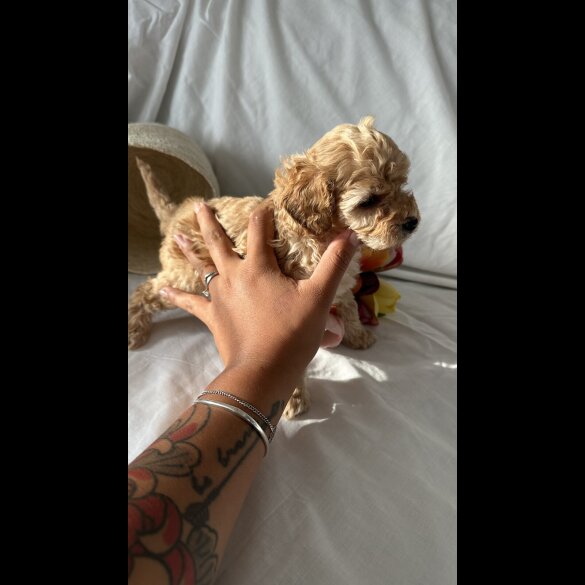 Toy Poodle - Bitches