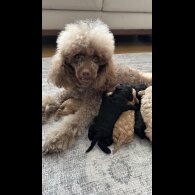 Toy Poodle - Bitches
