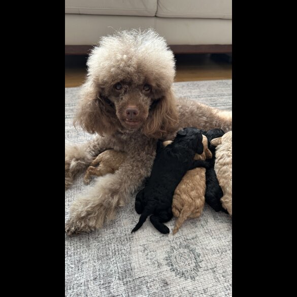 Toy Poodle - Bitches