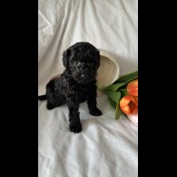 Toy Poodle - Bitches