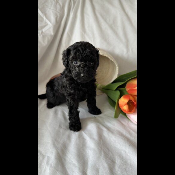 Toy Poodle - Bitches