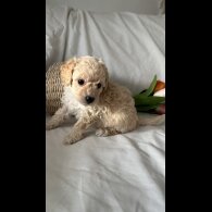 Toy Poodle - Bitches