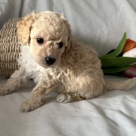 Toy Poodle - Bitches