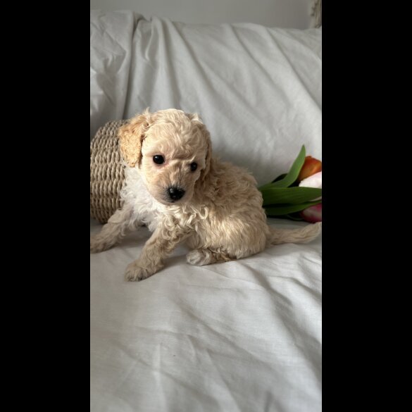 Toy Poodle - Bitches