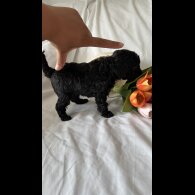 Toy Poodle - Bitches