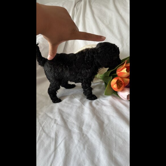Toy Poodle - Bitches