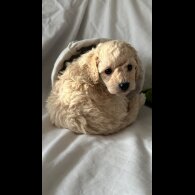 Toy Poodle - Bitches