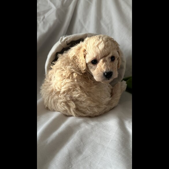 Toy Poodle - Bitches