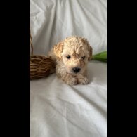 Toy Poodle - Bitches