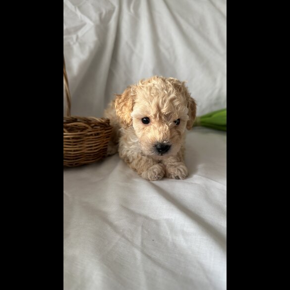 Toy Poodle - Bitches