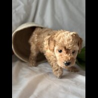 Toy Poodle - Bitches