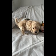 Toy Poodle - Bitches